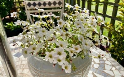 Find a joy and happiness in lockdown