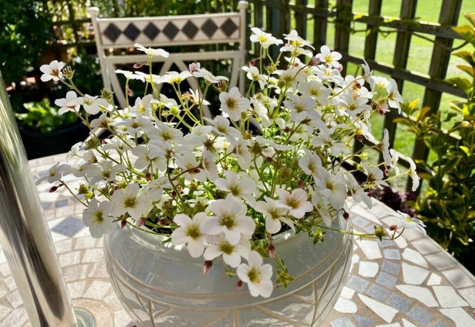 Find a joy and happiness in lockdown