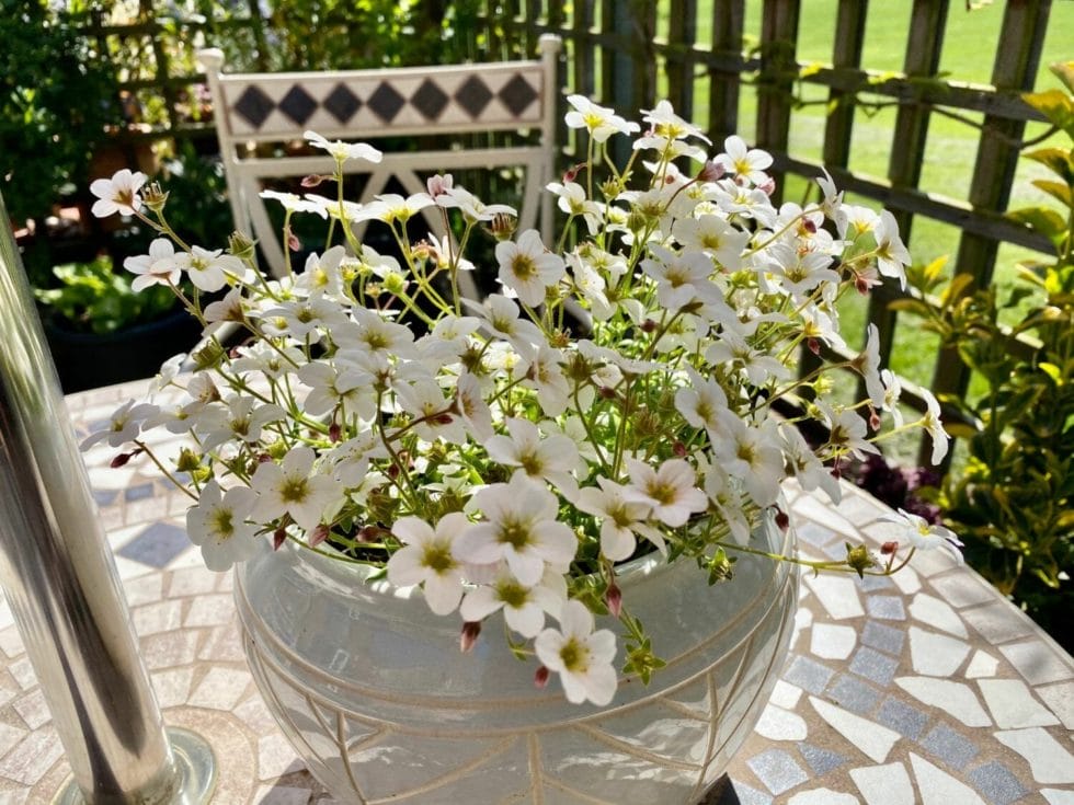 a white vase filled with white flowers on top of a table.