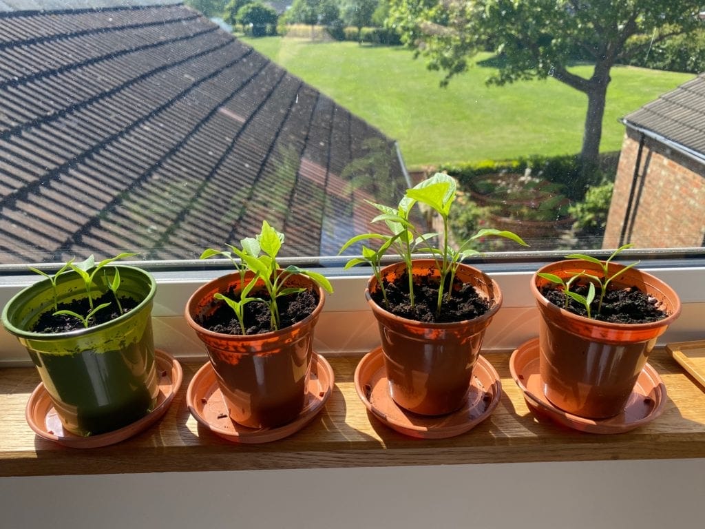 three potted plants sitting on a window sill.